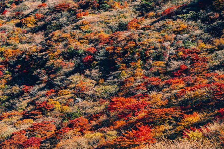 大分県で見つける 紅葉 紅葉ベスト5