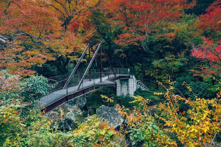 大分県で見つける 紅葉 紅葉ベスト5