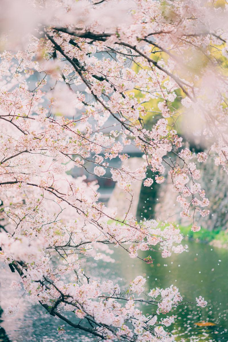 桜のレタッチ