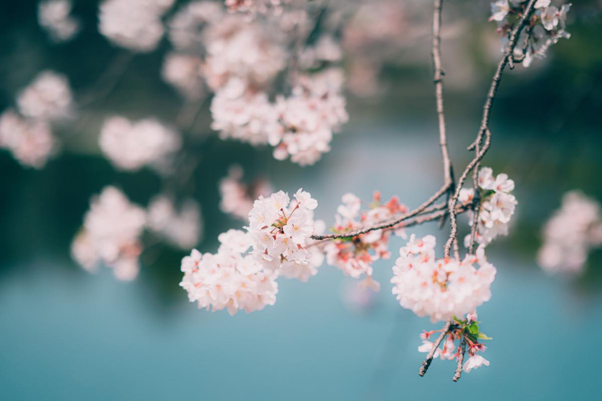 85mm 桜