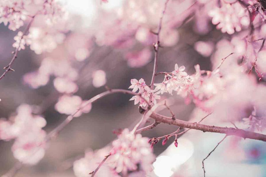 大分で桜を見よう Br 写真家が教えるベストスポット