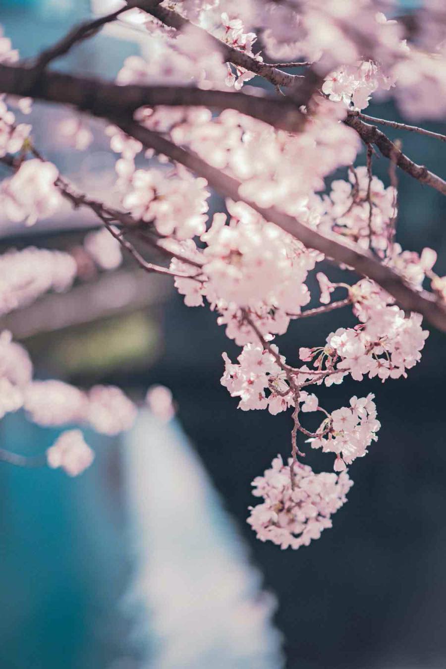 大分で桜を見よう Br 写真家が教えるベストスポット