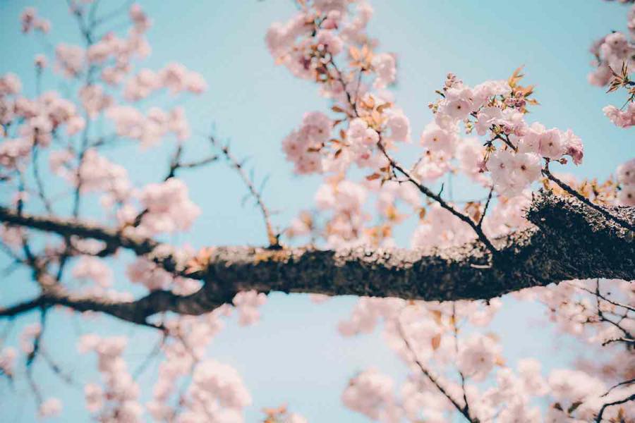 大分で桜を見よう Br 写真家が教えるベストスポット