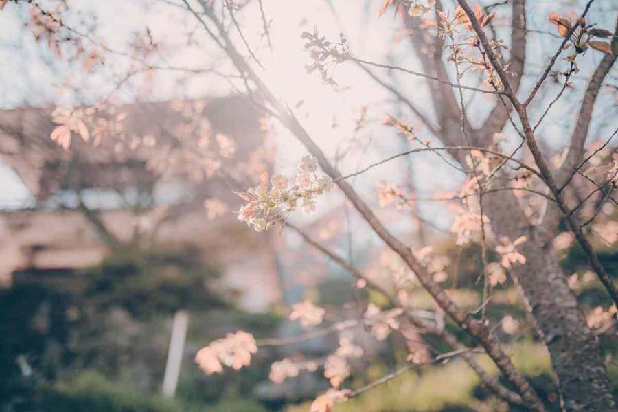 大分で桜を見よう Br 写真家が教えるベストスポット