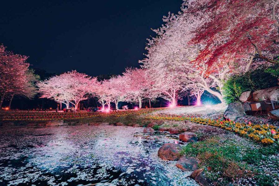 大分県　桜 