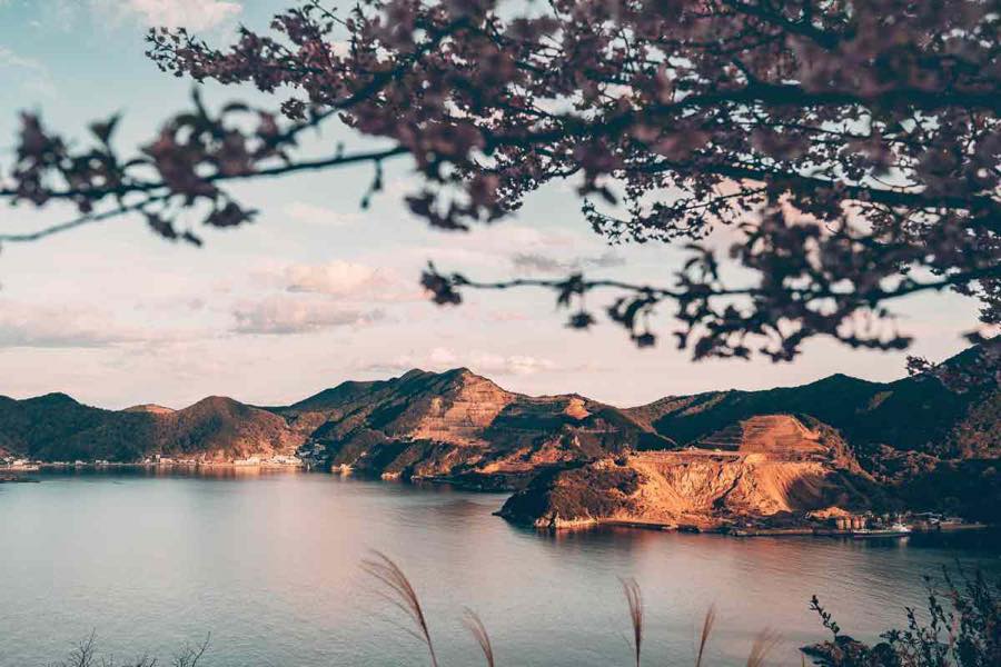 海岸と河津桜