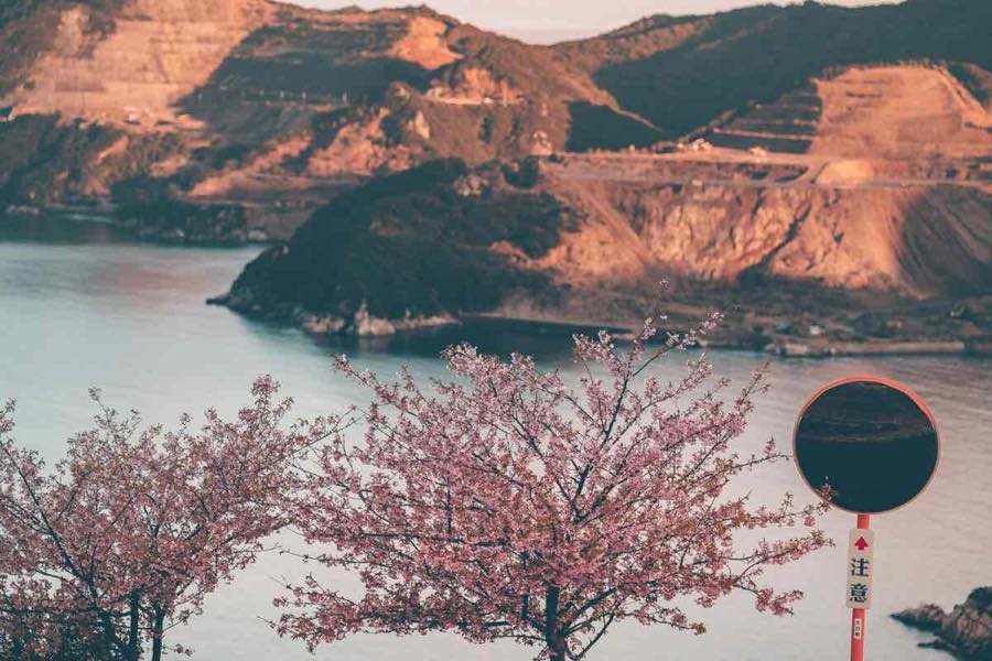展望所からみた桜と海辺
