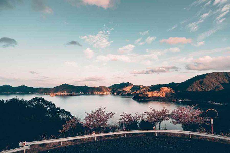 展望台の道沿いの桜
