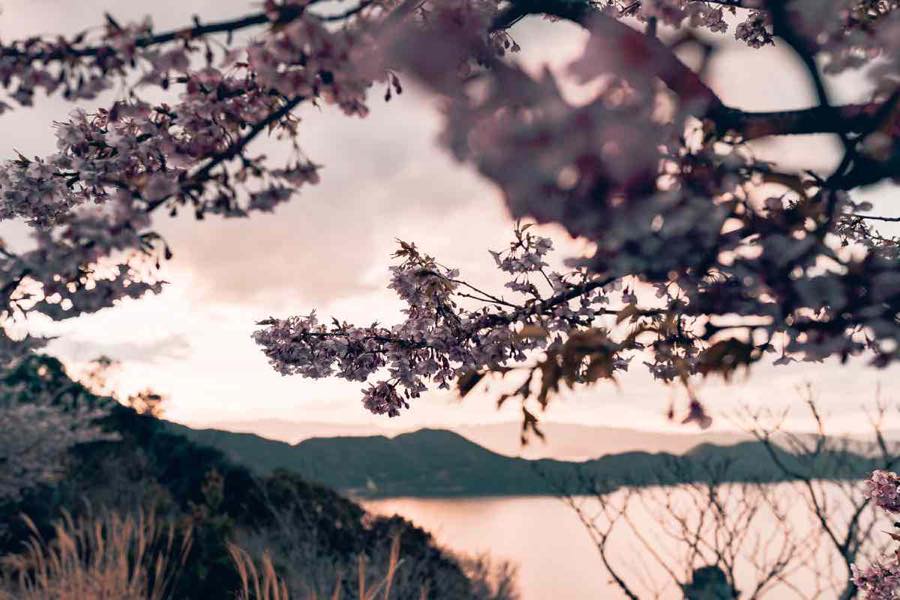 河津桜