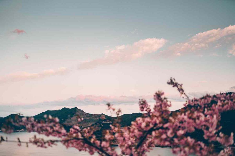 前ボケている桜