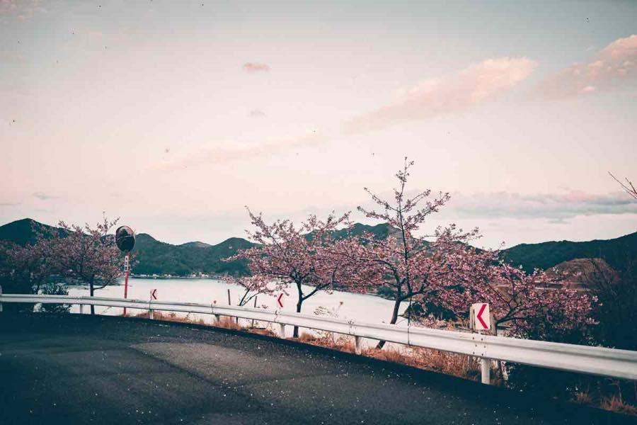 道路沿いの河津桜たち