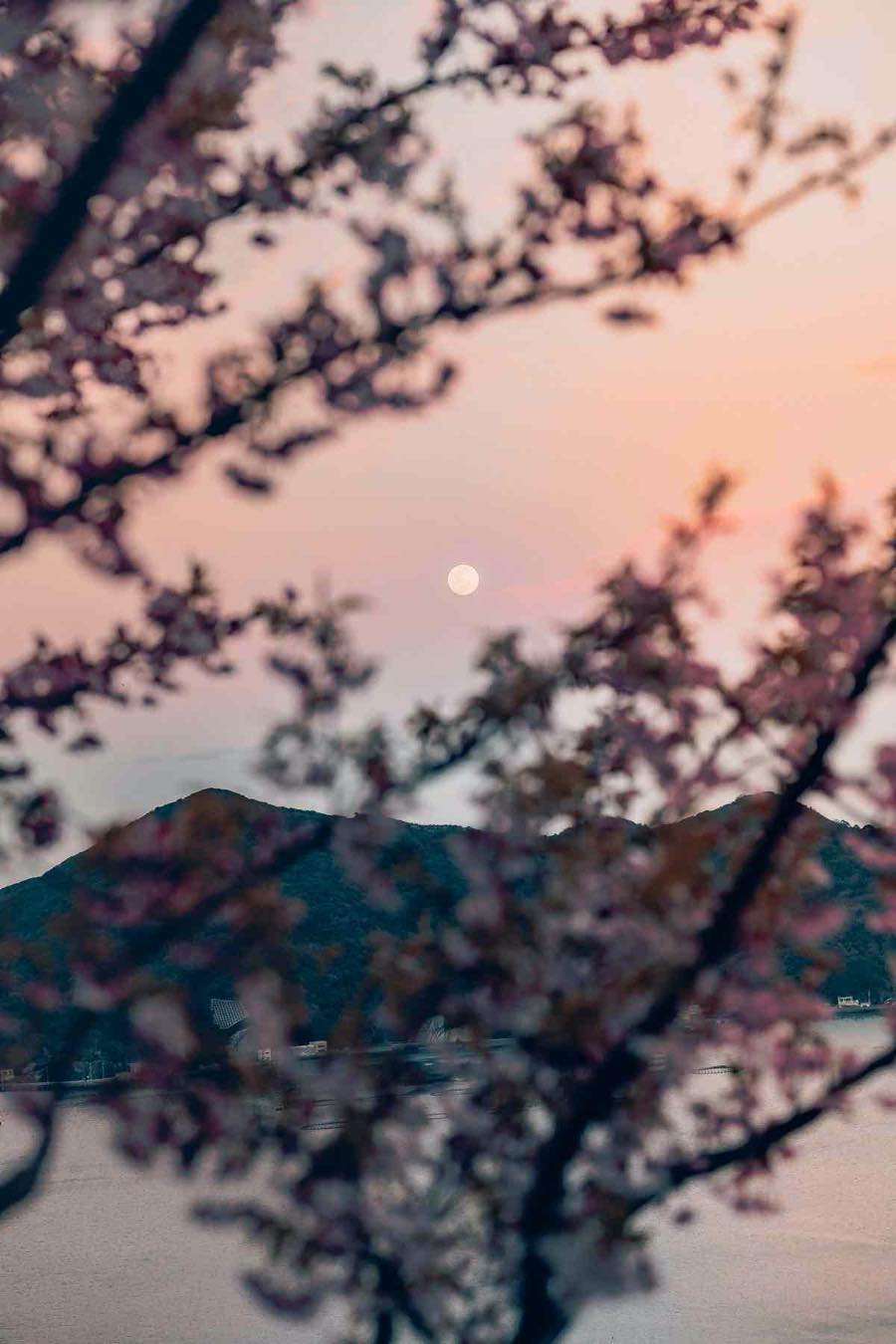 月と河津桜